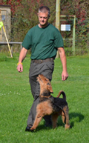 Airedale Terrier Bente Bo von Pederstrup